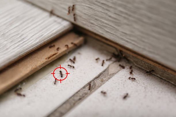 Trusted Denver City, TX Pest Control Experts
